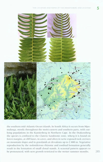 The Lycopods and Ferns of the Drakensberg and Lesotho