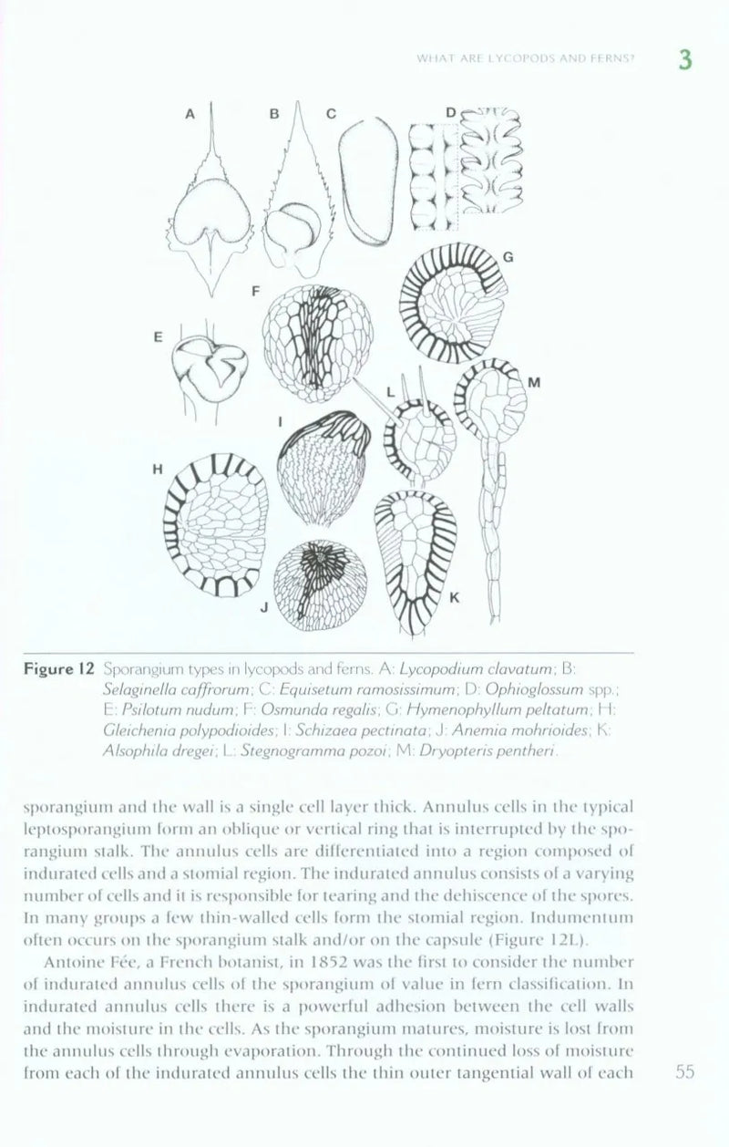 The Lycopods and Ferns of the Drakensberg and Lesotho